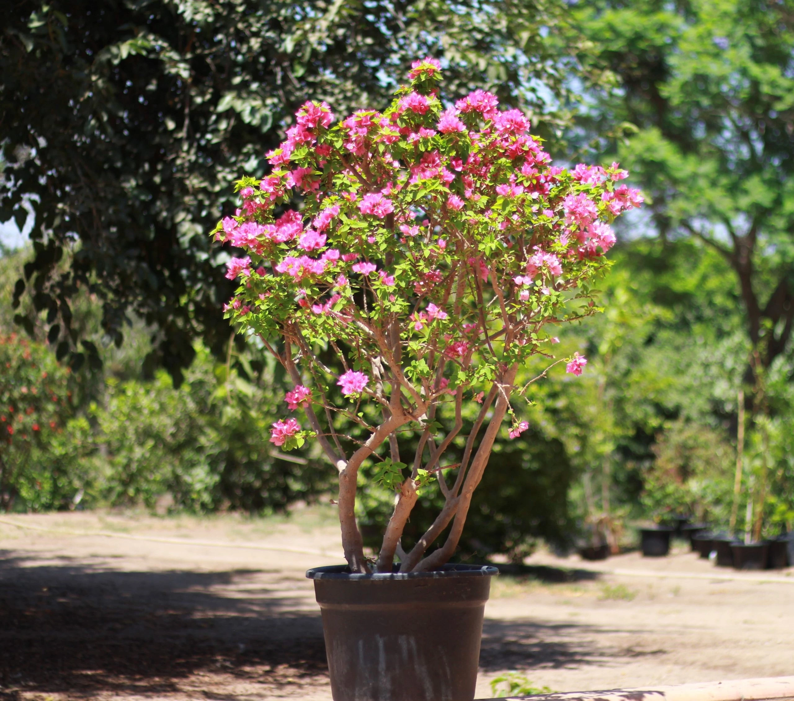 Home bougainvillia