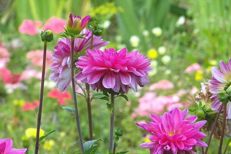 Home flowers growing season chart india1 768x513