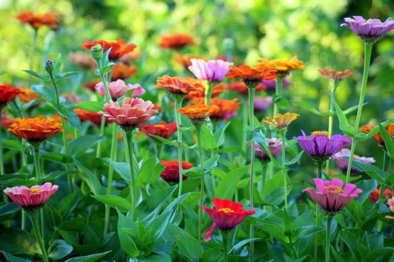 Home flowers growing season chart india6 768x512